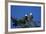 Bald Eagles Roosting in a Fir Tree in British Columbia-Richard Wright-Framed Photographic Print