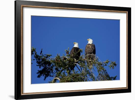 Bald Eagles Roosting in a Fir Tree in British Columbia-Richard Wright-Framed Photographic Print
