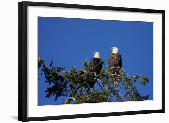 Bald Eagles Roosting in a Fir Tree in British Columbia-Richard Wright-Framed Photographic Print