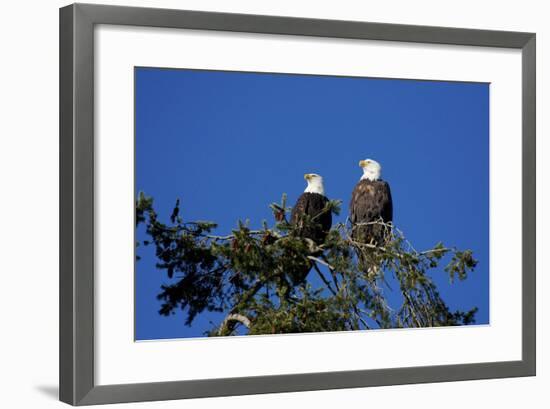 Bald Eagles Roosting in a Fir Tree in British Columbia-Richard Wright-Framed Photographic Print