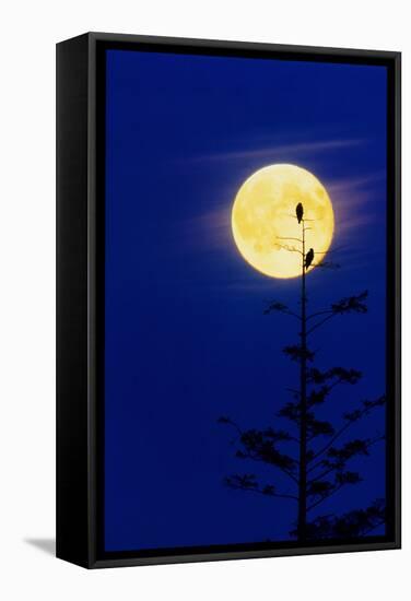 Bald Eagles Silhouetted Against a Full Moon-David Nunuk-Framed Premier Image Canvas