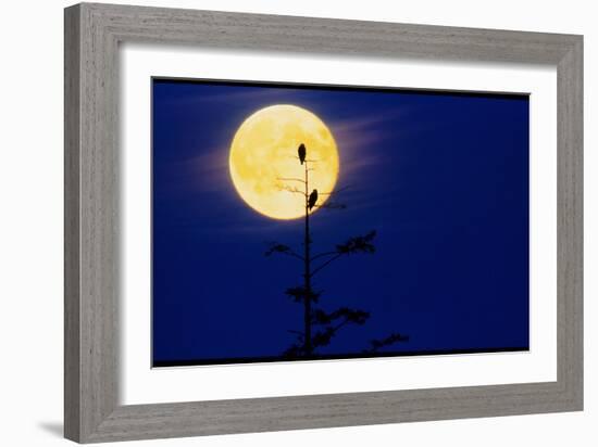 Bald Eagles Silhouetted Against a Full Moon-David Nunuk-Framed Photographic Print