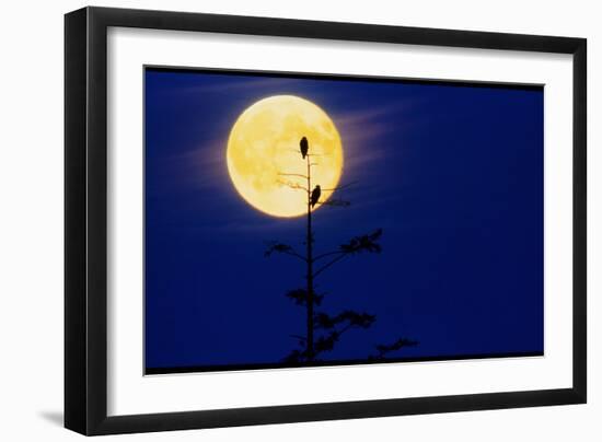 Bald Eagles Silhouetted Against a Full Moon-David Nunuk-Framed Photographic Print