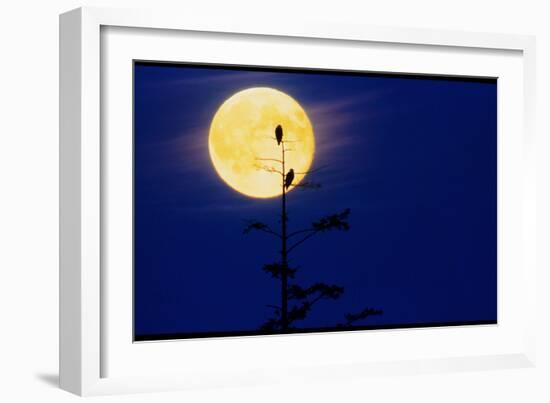 Bald Eagles Silhouetted Against a Full Moon-David Nunuk-Framed Photographic Print