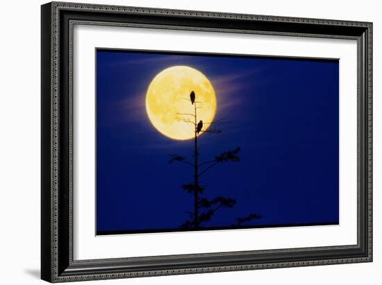 Bald Eagles Silhouetted Against a Full Moon-David Nunuk-Framed Photographic Print