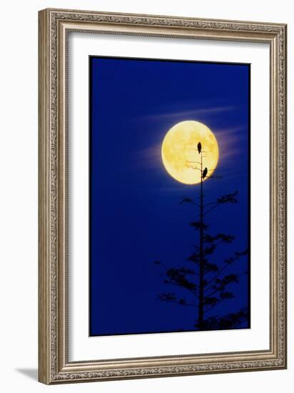 Bald Eagles Silhouetted Against a Full Moon-David Nunuk-Framed Photographic Print