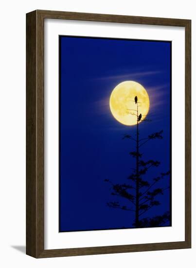 Bald Eagles Silhouetted Against a Full Moon-David Nunuk-Framed Photographic Print