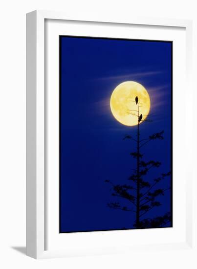 Bald Eagles Silhouetted Against a Full Moon-David Nunuk-Framed Photographic Print