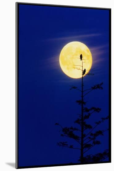 Bald Eagles Silhouetted Against a Full Moon-David Nunuk-Mounted Photographic Print