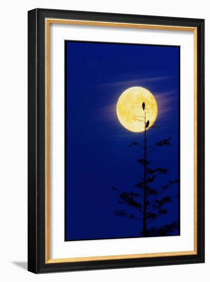 Bald Eagles Silhouetted Against a Full Moon-David Nunuk-Framed Photographic Print