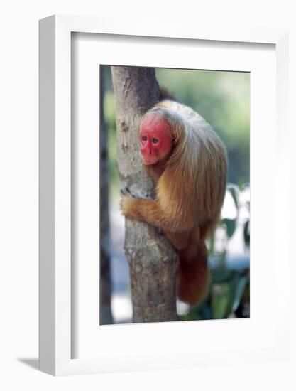 Bald Uakari (Red Uakari Monkey) (Cacajao Calvus), Conservation Status Vulnerable, Amazonas, Brazil-Alex Robinson-Framed Photographic Print