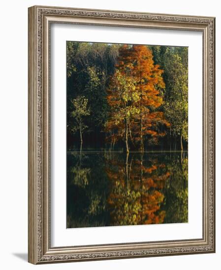 Baldcypress and Water Tupelo, Otter Slough Natural Area, Stoddard County, Missouri, USA-Charles Gurche-Framed Photographic Print