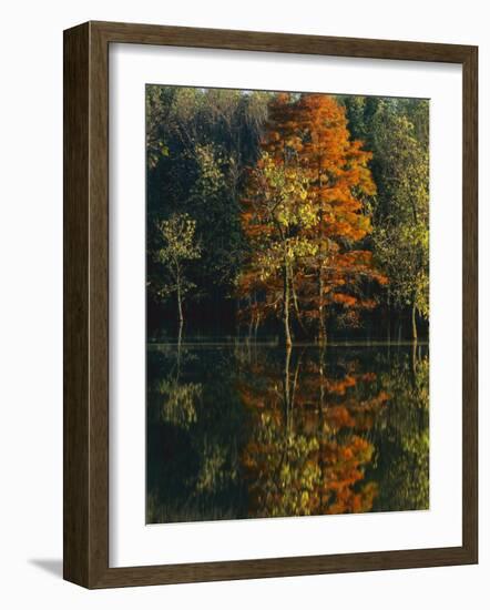 Baldcypress and Water Tupelo, Otter Slough Natural Area, Stoddard County, Missouri, USA-Charles Gurche-Framed Photographic Print