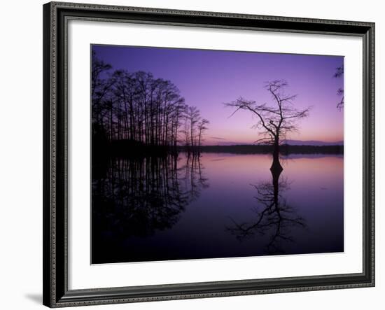 Baldcypress Trees at Sunset, Reelfoot National Wildlife Refuge, Tennessee, USA-Adam Jones-Framed Photographic Print