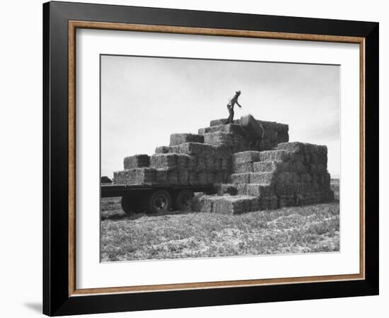 Baled Alfalfa in Large Stacks on Truck and on Ground in Imperial Valley-Hansel Mieth-Framed Photographic Print