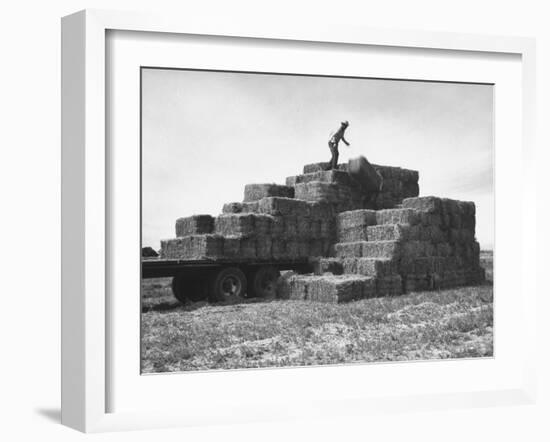 Baled Alfalfa in Large Stacks on Truck and on Ground in Imperial Valley-Hansel Mieth-Framed Photographic Print