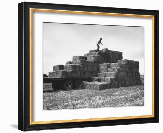 Baled Alfalfa in Large Stacks on Truck and on Ground in Imperial Valley-Hansel Mieth-Framed Photographic Print