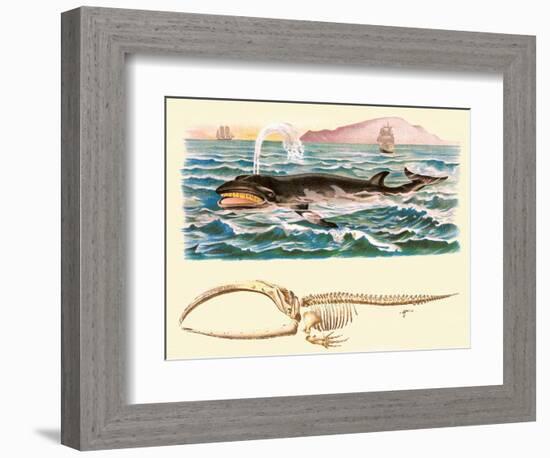 Baleen Whale-null-Framed Premium Giclee Print