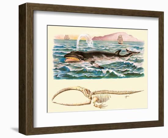 Baleen Whale-null-Framed Premium Giclee Print