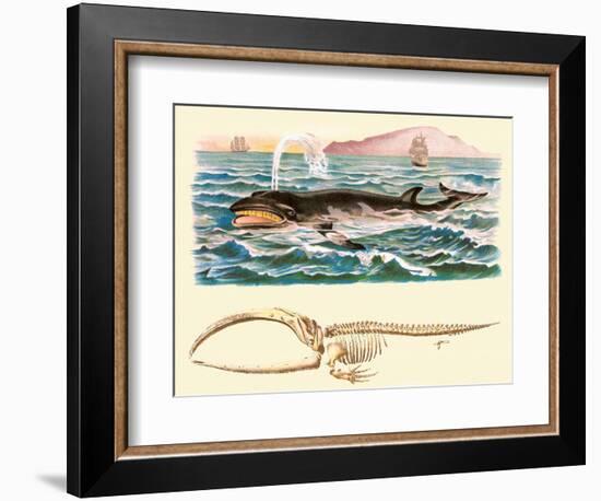 Baleen Whale-null-Framed Premium Giclee Print
