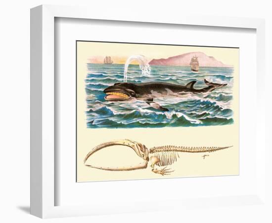 Baleen Whale-null-Framed Premium Giclee Print