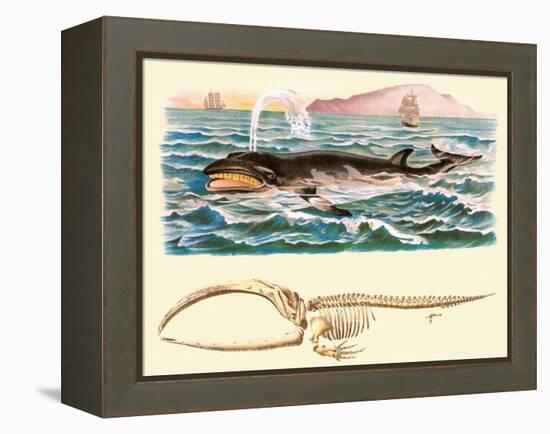 Baleen Whale-null-Framed Stretched Canvas