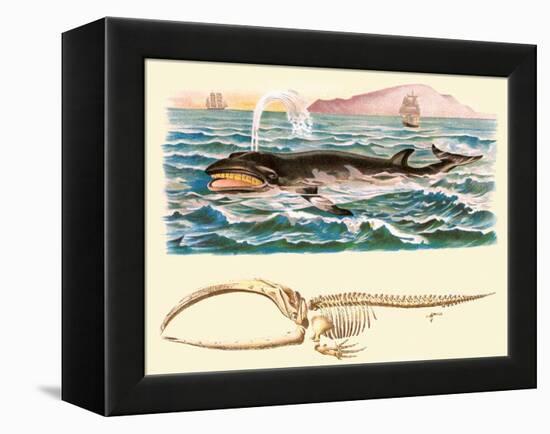 Baleen Whale-null-Framed Stretched Canvas