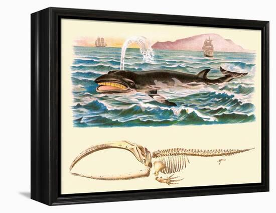 Baleen Whale-null-Framed Stretched Canvas