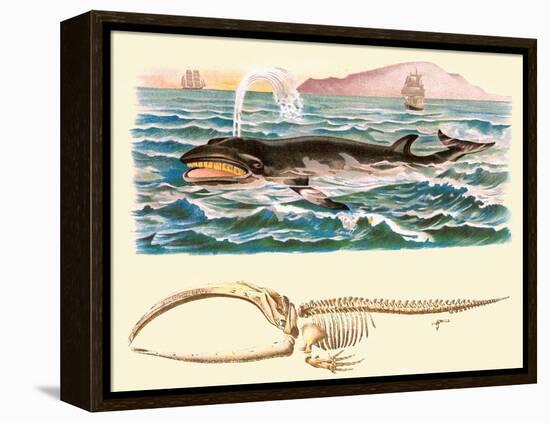 Baleen Whale-null-Framed Stretched Canvas