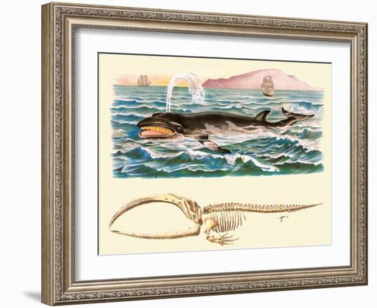 Baleen Whale-null-Framed Art Print