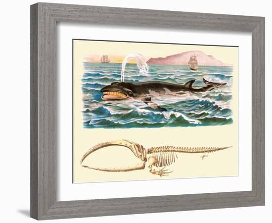 Baleen Whale-null-Framed Art Print