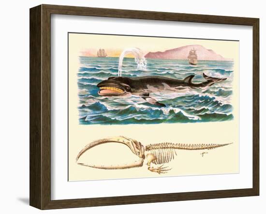 Baleen Whale-null-Framed Art Print