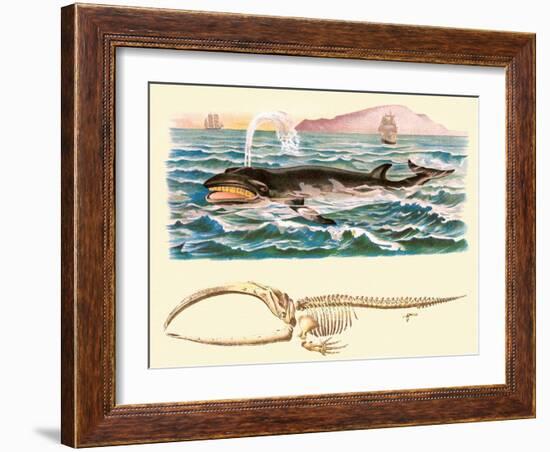 Baleen Whale-null-Framed Art Print