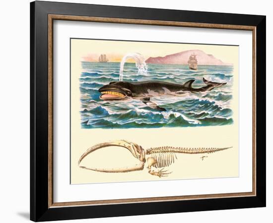 Baleen Whale-null-Framed Art Print