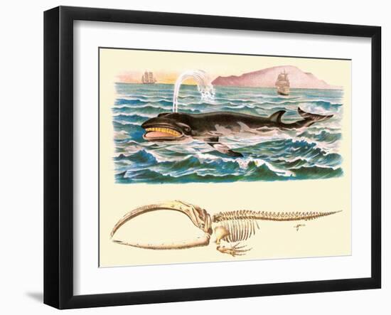 Baleen Whale--Framed Art Print