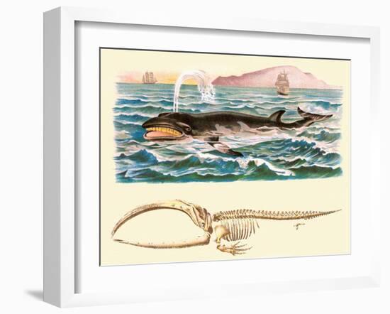 Baleen Whale-null-Framed Art Print