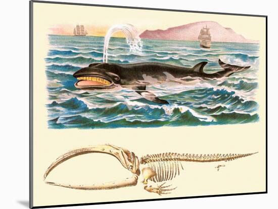 Baleen Whale-null-Mounted Art Print