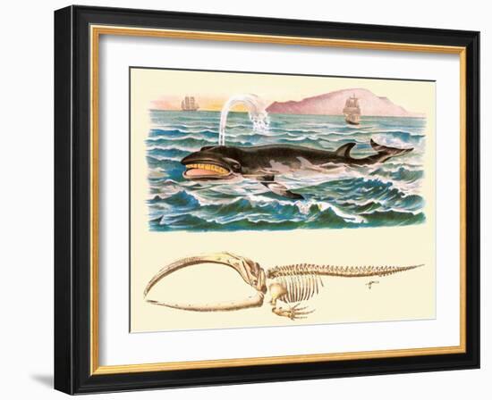 Baleen Whale-null-Framed Art Print