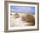 Bales Beach, Seal Bay Con. Park, Kangaroo Island, South Australia, Australia-Neale Clarke-Framed Photographic Print