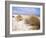 Bales Beach, Seal Bay Con. Park, Kangaroo Island, South Australia, Australia-Neale Clarke-Framed Photographic Print