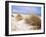 Bales Beach, Seal Bay Con. Park, Kangaroo Island, South Australia, Australia-Neale Clarke-Framed Photographic Print