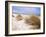 Bales Beach, Seal Bay Con. Park, Kangaroo Island, South Australia, Australia-Neale Clarke-Framed Photographic Print