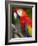 Bali, Ubud, a Greenwing Macaw Poses at Bali Bird Park-Niels Van Gijn-Framed Photographic Print