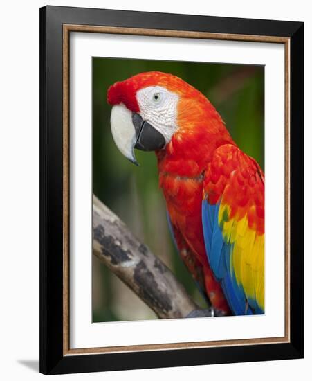 Bali, Ubud, a Greenwing Macaw Poses at Bali Bird Park-Niels Van Gijn-Framed Photographic Print