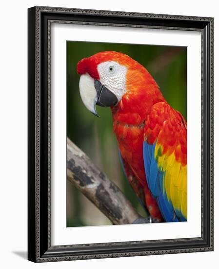 Bali, Ubud, a Greenwing Macaw Poses at Bali Bird Park-Niels Van Gijn-Framed Photographic Print