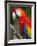 Bali, Ubud, a Greenwing Macaw Poses at Bali Bird Park-Niels Van Gijn-Framed Photographic Print