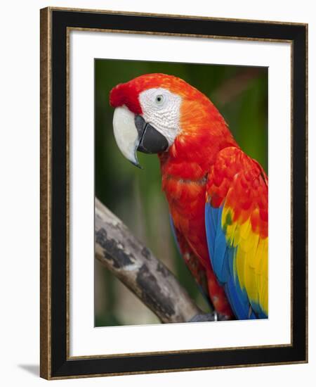 Bali, Ubud, a Greenwing Macaw Poses at Bali Bird Park-Niels Van Gijn-Framed Photographic Print