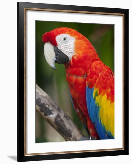 Bali, Ubud, a Greenwing Macaw Poses at Bali Bird Park-Niels Van Gijn-Framed Photographic Print