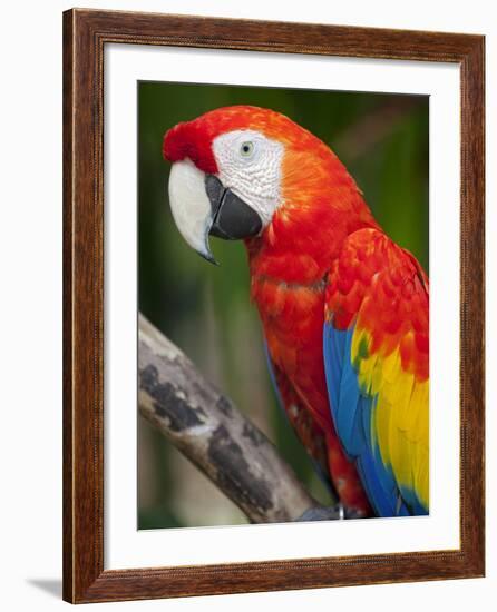 Bali, Ubud, a Greenwing Macaw Poses at Bali Bird Park-Niels Van Gijn-Framed Photographic Print