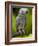 Bali, Ubud, an African Grey Parrot at Bali Bird Park-Niels Van Gijn-Framed Photographic Print